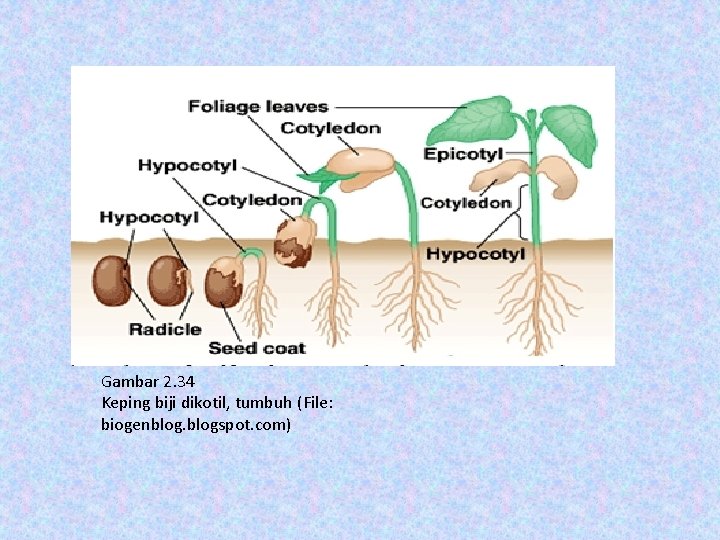 Gambar 2. 34 Keping biji dikotil, tumbuh (File: biogenblogspot. com) 