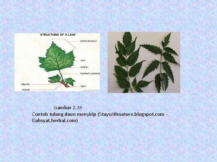 Gambar 2. 36 Contoh tulang daun menyirip (Staywithnature. blogspot. com - Dahsyat. herbal. com)