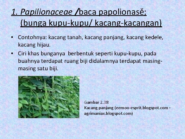1. Papilionaceae /baca papolionasě; (bunga kupu-kupu/ kacang-kacangan) • Contohnya: kacang tanah, kacang panjang, kacang