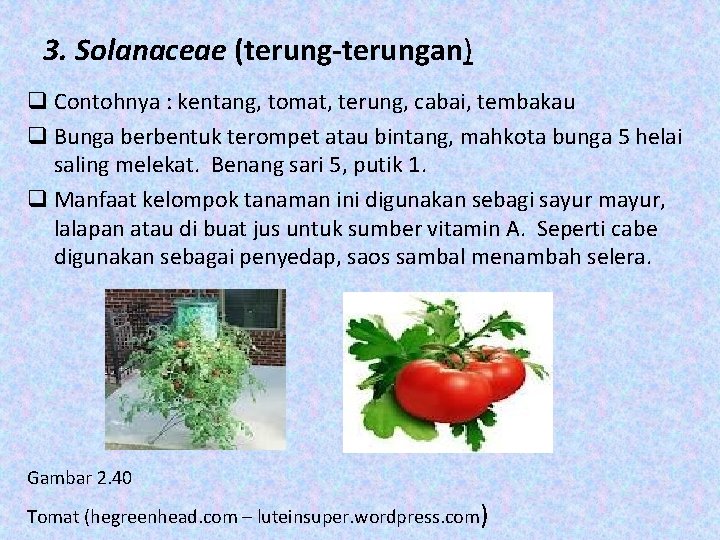 3. Solanaceae (terung-terungan) q Contohnya : kentang, tomat, terung, cabai, tembakau q Bunga berbentuk