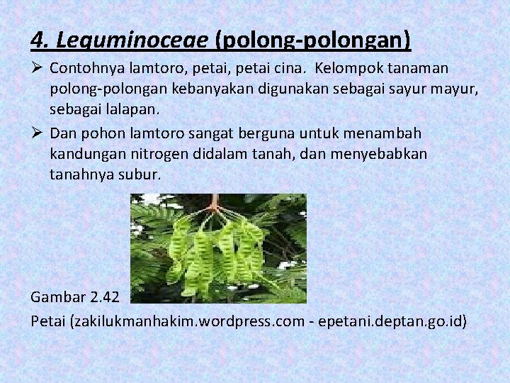 4. Leguminoceae (polong-polongan) Ø Contohnya lamtoro, petai cina. Kelompok tanaman polong-polongan kebanyakan digunakan sebagai