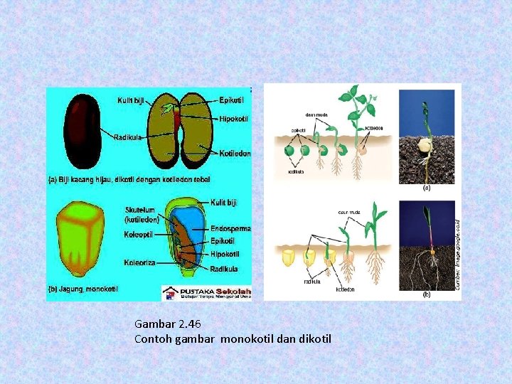 Gambar 2. 46 Contoh gambar monokotil dan dikotil 