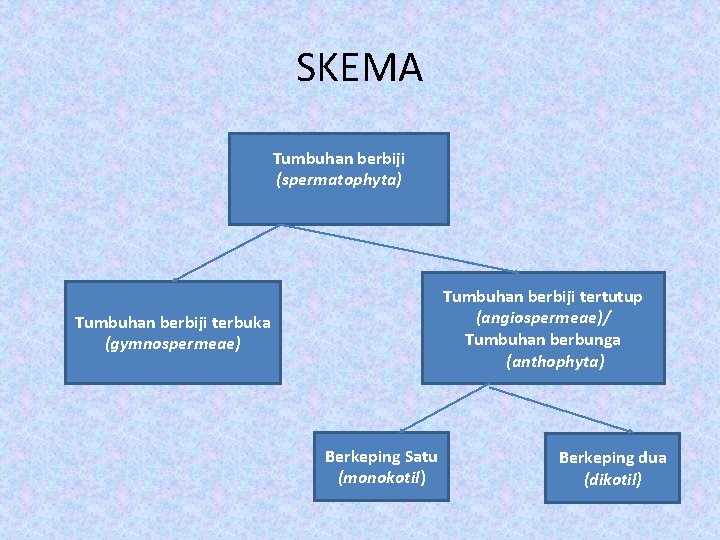 SKEMA Tumbuhan berbiji (spermatophyta) Tumbuhan berbiji tertutup (angiospermeae)/ Tumbuhan berbunga (anthophyta) Tumbuhan berbiji terbuka