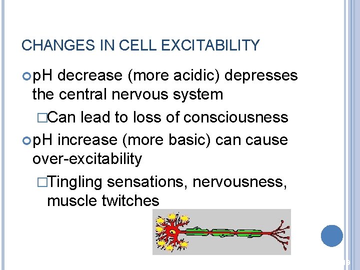 CHANGES IN CELL EXCITABILITY p. H decrease (more acidic) depresses the central nervous system