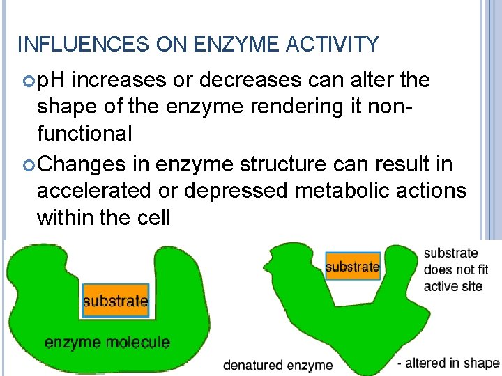 INFLUENCES ON ENZYME ACTIVITY p. H increases or decreases can alter the shape of