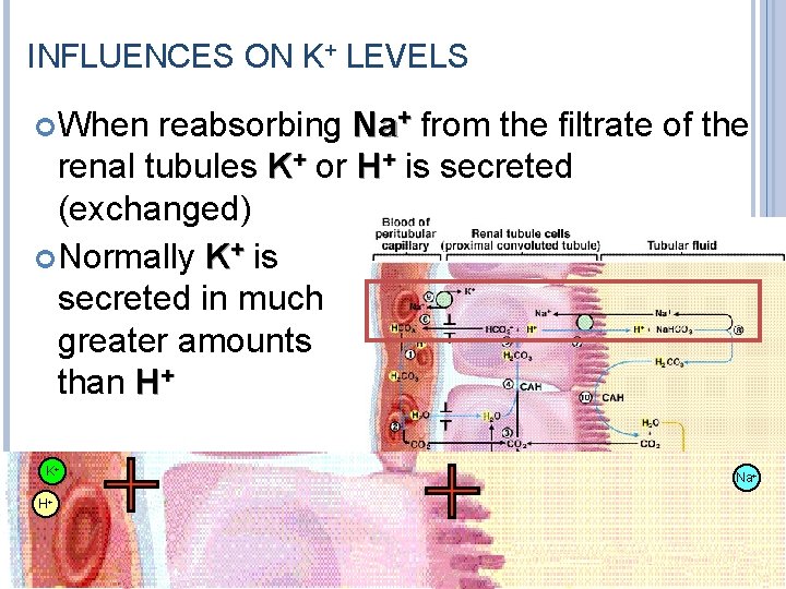 INFLUENCES ON K+ LEVELS When reabsorbing Na+ from the filtrate of the renal tubules