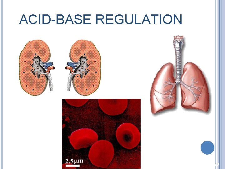 ACID-BASE REGULATION 23 