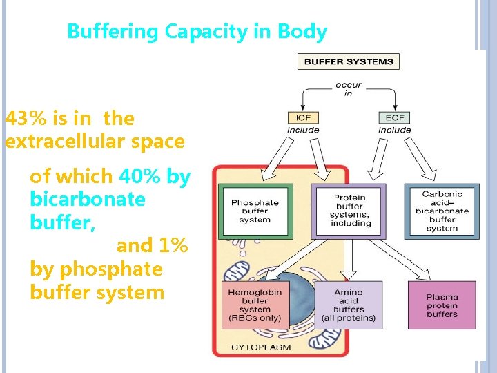Buffering Capacity in Body 52% is in cells, 5% is in RBCs 43% is