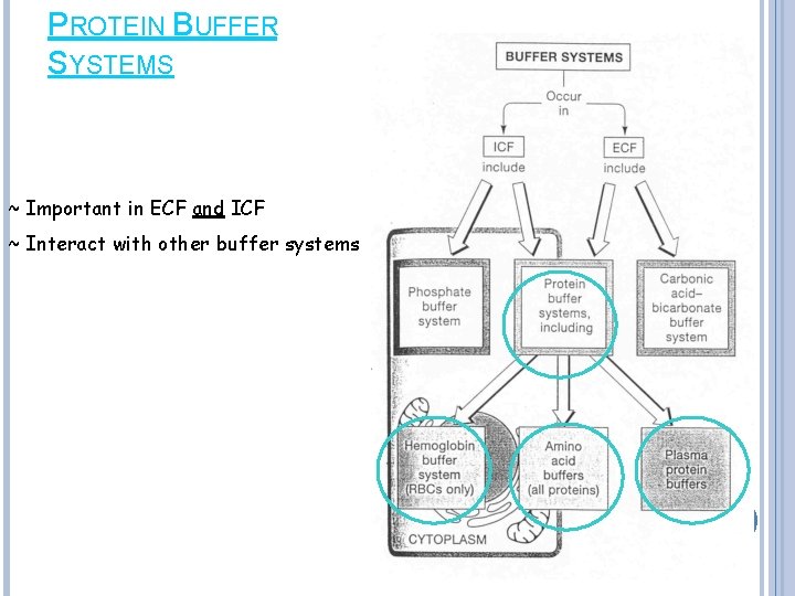 PROTEIN BUFFER SYSTEMS ~ Important in ECF and ICF ~ Interact with other buffer