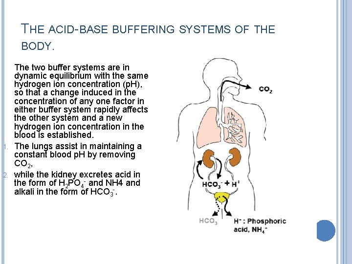 THE ACID-BASE BUFFERING SYSTEMS OF THE BODY. 1. 2. The two buffer systems are