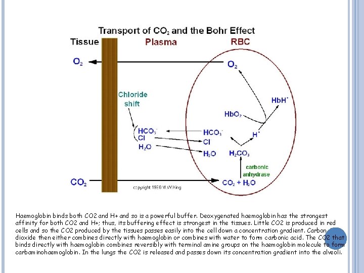 Haemoglobin binds both CO 2 and H+ and so is a powerful buffer. Deoxygenated