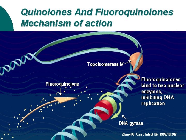 Quinolones And Fluoroquinolones Mechanism of action 
