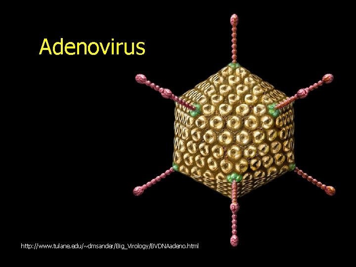 Adenovirus http: //www. tulane. edu/~dmsander/Big_Virology/BVDNAadeno. html 