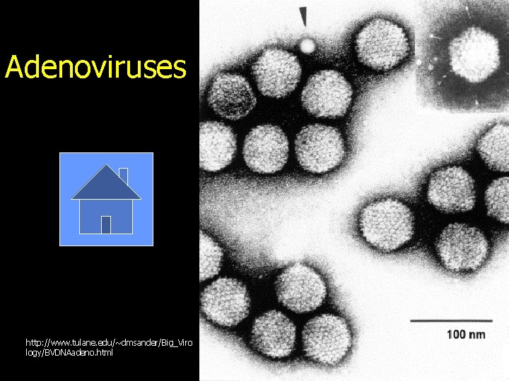 Adenoviruses http: //www. tulane. edu/~dmsander/Big_Viro logy/BVDNAadeno. html 