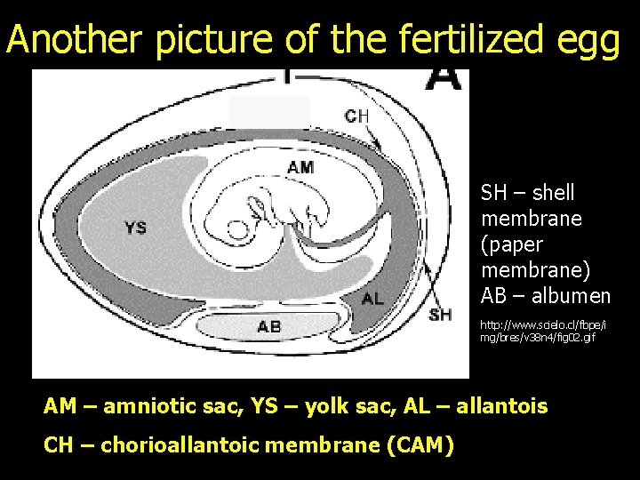 Another picture of the fertilized egg SH – shell membrane (paper membrane) AB –