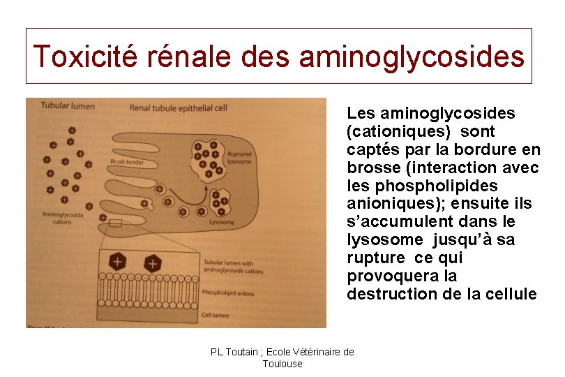 Toxicité rénale des aminoglycosides Les aminoglycosides (cationiques) sont captés par la bordure en brosse