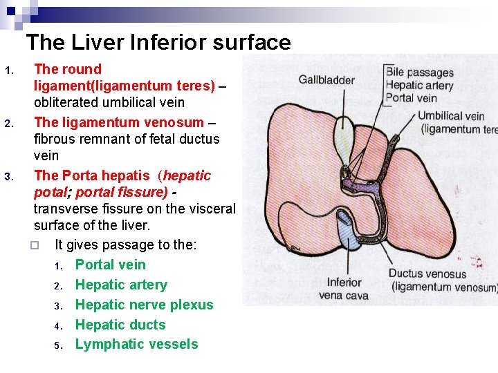 The Liver Inferior surface 1. 2. 3. The round ligament(ligamentum teres) – obliterated umbilical