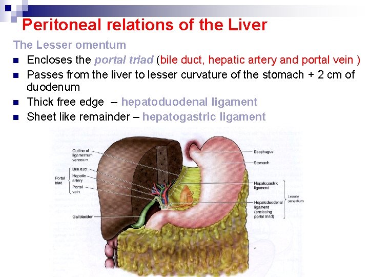 Peritoneal relations of the Liver The Lesser omentum n Encloses the portal triad (bile