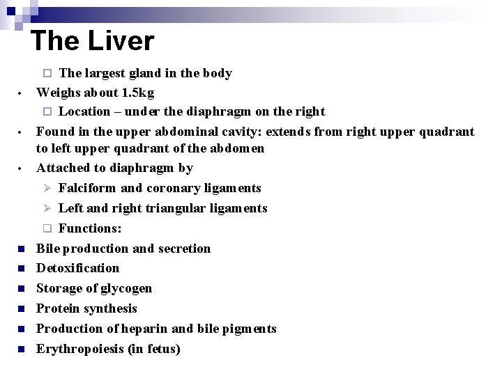 The Liver The largest gland in the body Weighs about 1. 5 kg ¨