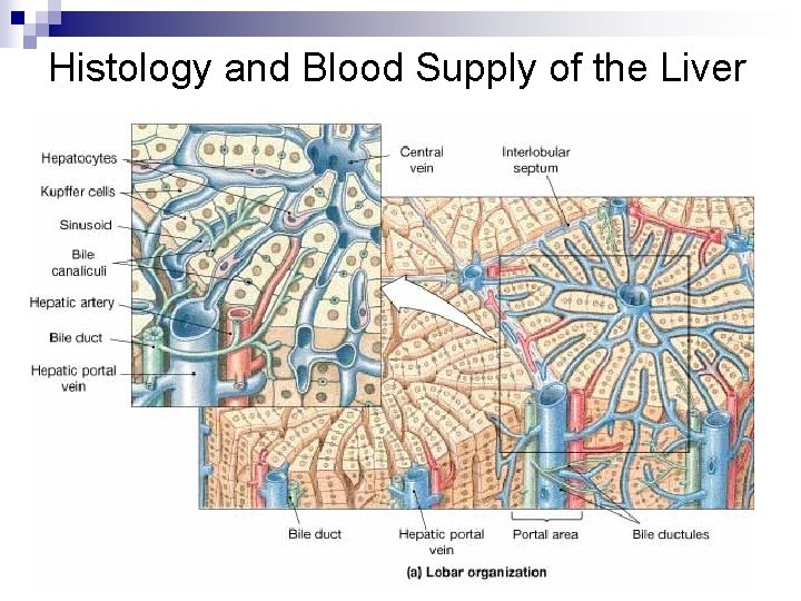Histology and Blood Supply of the Liver 