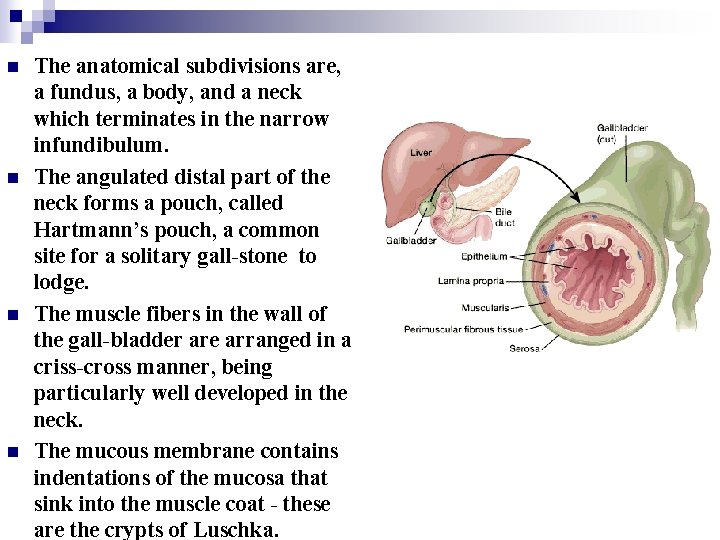 n n The anatomical subdivisions are, a fundus, a body, and a neck which