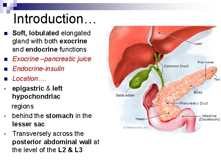 Introduction… n n • • • Soft, lobulated elongated gland with both exocrine and