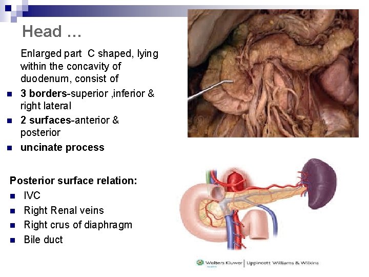 Head … n n n Enlarged part C shaped, lying within the concavity of