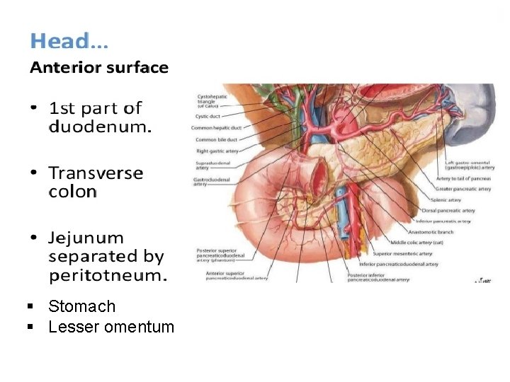 § Stomach § Lesser omentum 