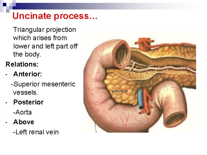 Uncinate process… Triangular projection which arises from lower and left part off the body.