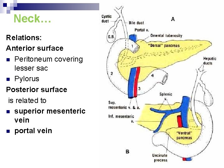 Neck… Relations: Anterior surface n Peritoneum covering lesser sac n Pylorus Posterior surface is