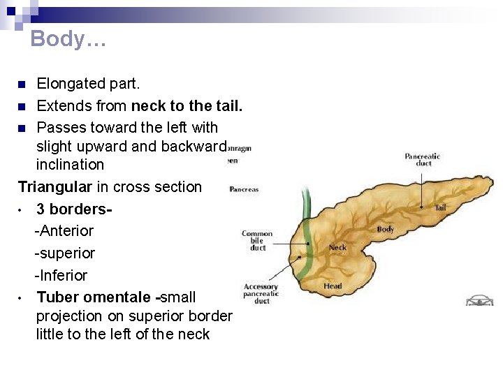 Body… Elongated part. n Extends from neck to the tail. n Passes toward the