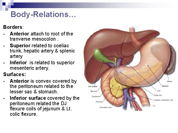 Body-Relations… Borders: • Anterior attach to root of the tranverse mesocolon. • Superior related