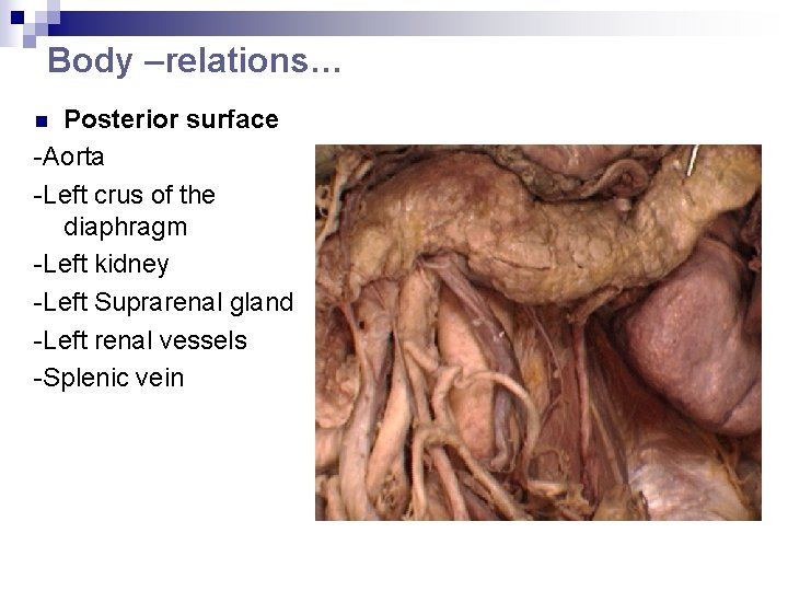 Body –relations… Posterior surface -Aorta -Left crus of the diaphragm -Left kidney -Left Suprarenal