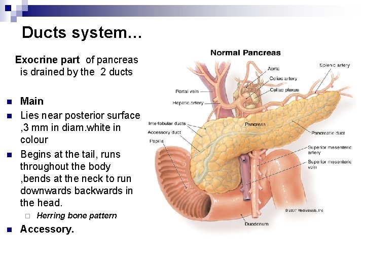 Ducts system… Exocrine part of pancreas is drained by the 2 ducts n n