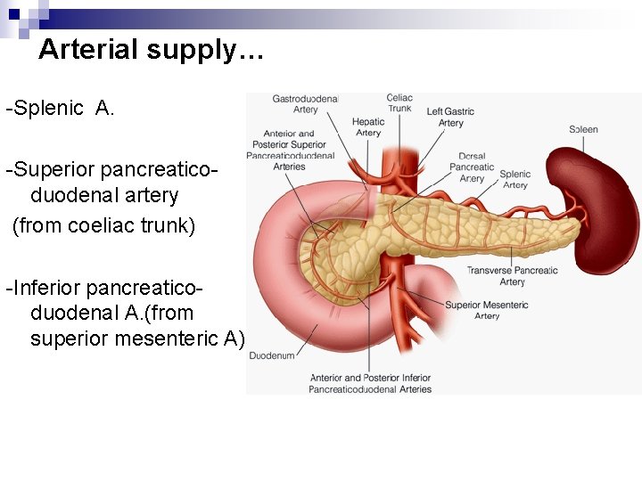 Arterial supply… -Splenic A. -Superior pancreaticoduodenal artery (from coeliac trunk) -Inferior pancreaticoduodenal A. (from