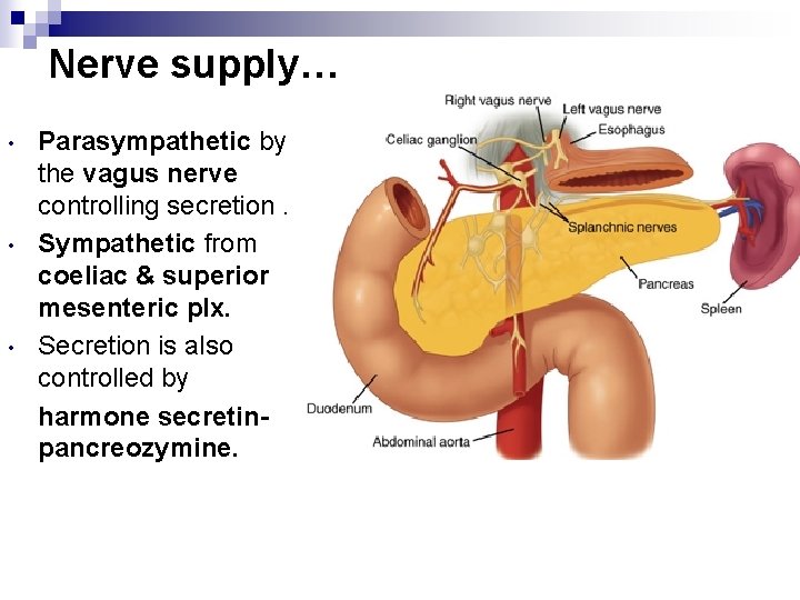 Nerve supply… • • • Parasympathetic by the vagus nerve controlling secretion. Sympathetic from