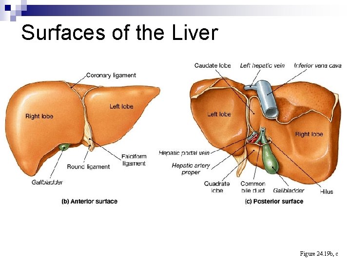 Surfaces of the Liver Figure 24. 19 b, c 