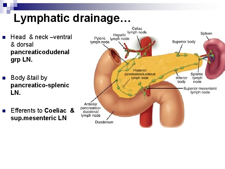 Lymphatic drainage… n Head & neck –ventral & dorsal pancreaticodudenal grp LN. n Body