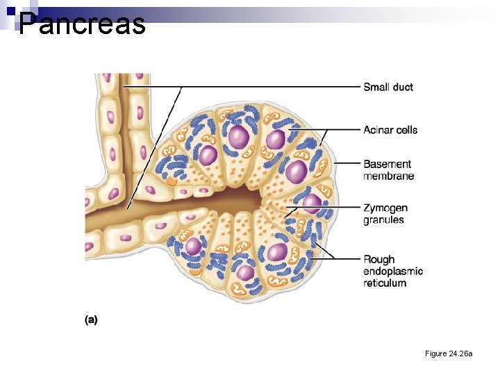 Pancreas Figure 24. 26 a 