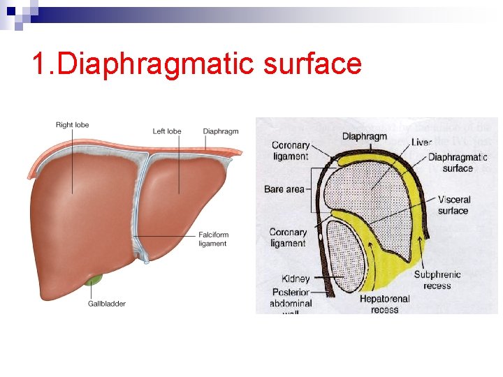 1. Diaphragmatic surface 