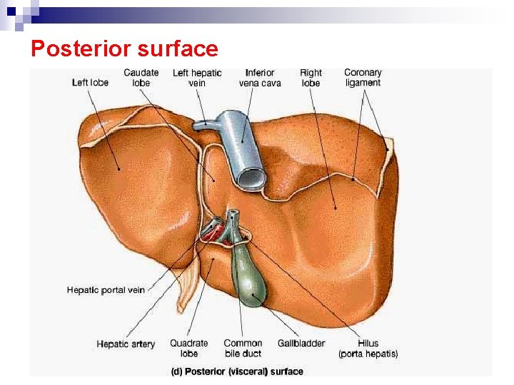 Posterior surface 