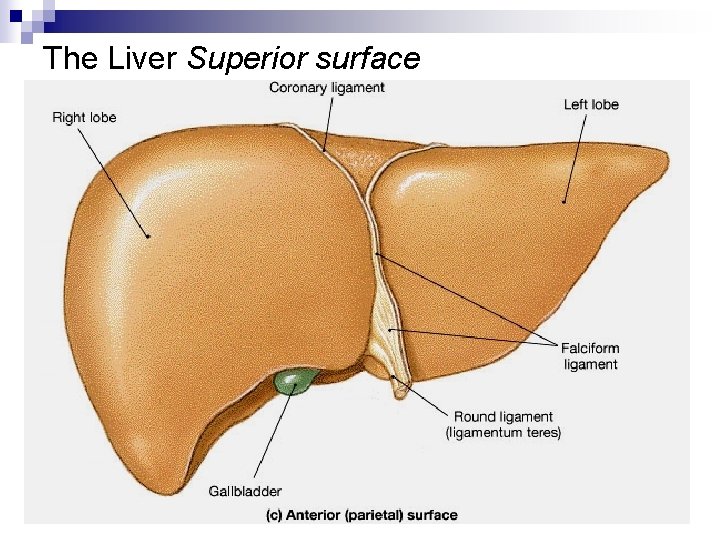 The Liver Superior surface 