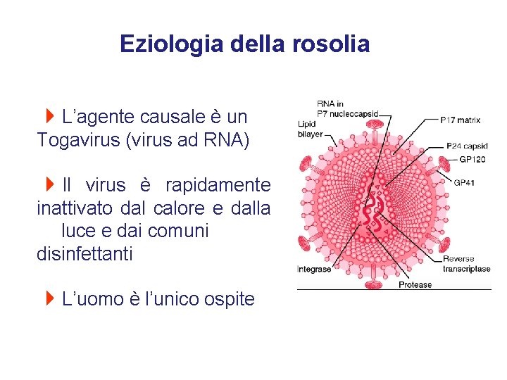 Eziologia della rosolia 4 L’agente causale è un Togavirus (virus ad RNA) 4 Il