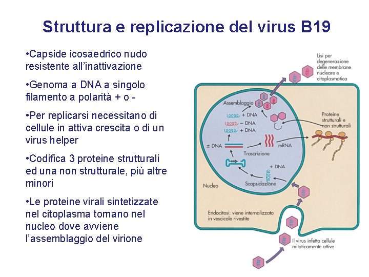 Struttura e replicazione del virus B 19 • Capside icosaedrico nudo resistente all’inattivazione •