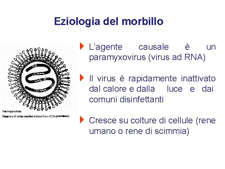 Eziologia del morbillo 4 L’agente causale è un paramyxovirus (virus ad RNA) 4 Il