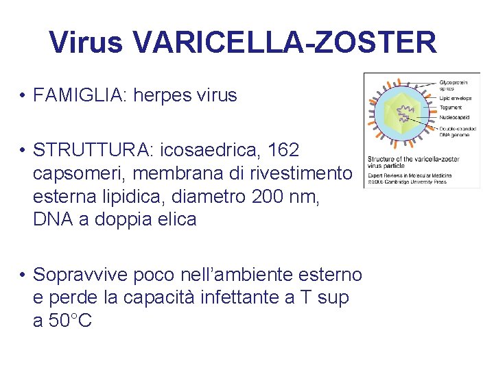 Virus VARICELLA-ZOSTER • FAMIGLIA: herpes virus • STRUTTURA: icosaedrica, 162 capsomeri, membrana di rivestimento