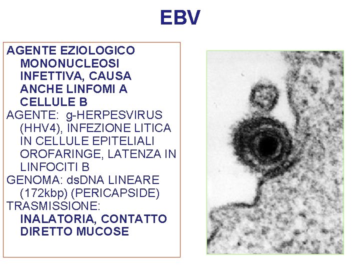 EBV AGENTE EZIOLOGICO MONONUCLEOSI INFETTIVA, CAUSA ANCHE LINFOMI A CELLULE B AGENTE: g-HERPESVIRUS (HHV