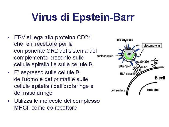 Virus di Epstein-Barr • EBV si lega alla proteina CD 21 che è il