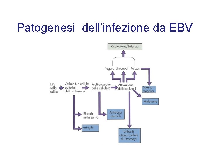 Patogenesi dell’infezione da EBV 