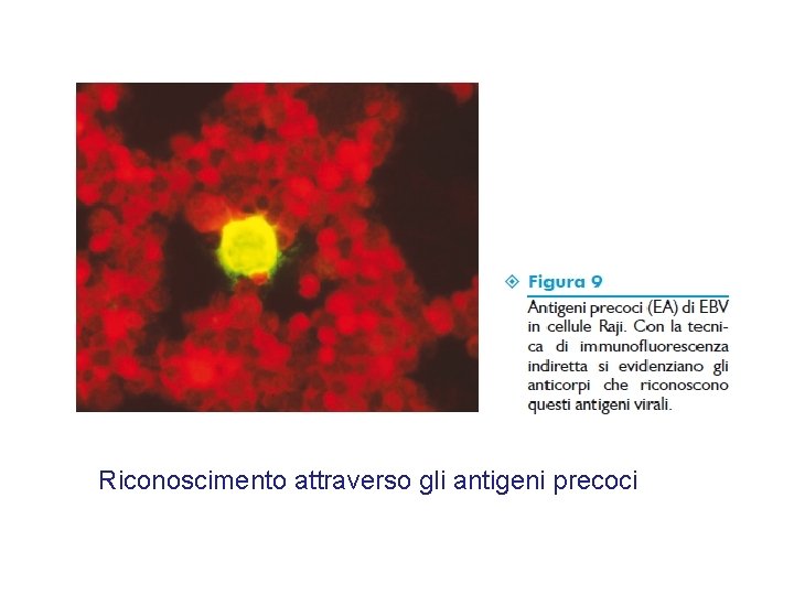 Riconoscimento attraverso gli antigeni precoci 